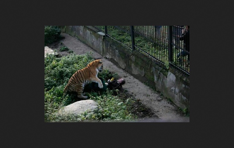 Cum s-au difuzat imagini false cu atacul ucigaș al unui tigru siberian asupra unei îngrijitoare de la Grădina Zoologică din Zürich