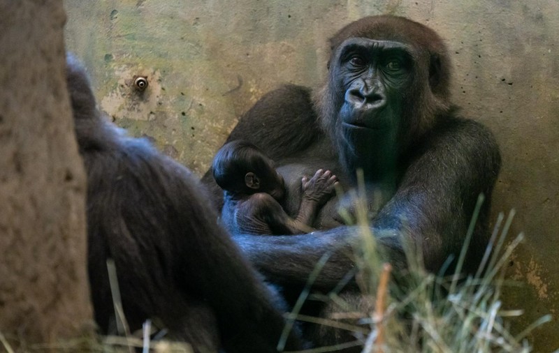 În SUA, gorila Sully, care era considerată un mascul, a născut. Zoo Columbus oferă explicații