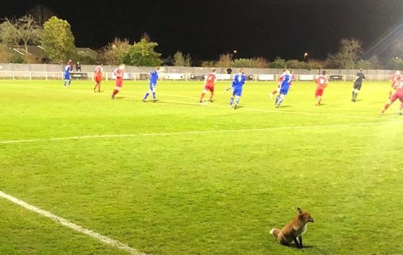 Spectator de lux: o vulpe a întrerupt un meci de fotbal din Anglia!
