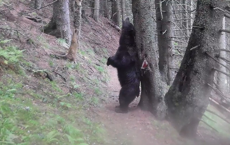 „Baloo” din Piatra Craiului. Un urs a fost filmat în timp ce se scărpina de scoarța unui copac, ca în „Cartea Junglei”  | VIDEO