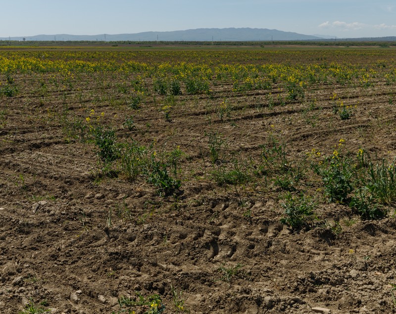 REPORTAJ. Care este noul pol al secetei din România unde zeci de fermieri se declară în faliment. Declarațiile oamenilor din generația nouă de agricultori 