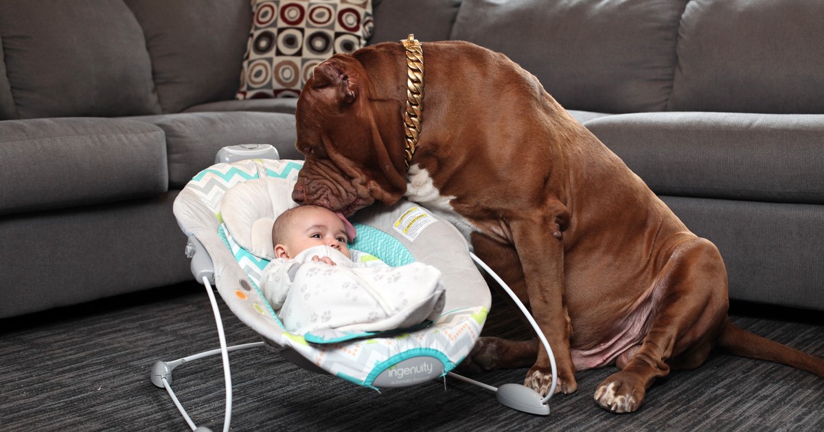 Hulk, cel mai mare pitbull din lume, dădacă perfectă. Acesta are grijă de bebelușul familiei