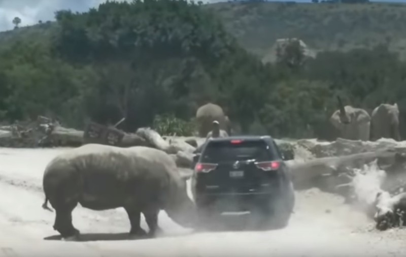 VIDEO| Un rinocer a atacat o mașină cu turiști în timpul unui safari în Mexic