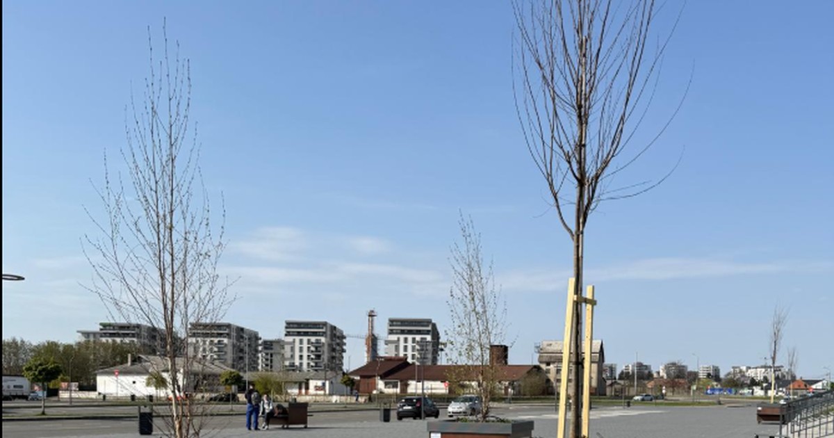 Copaci puși în jardiniere pe roți, Oradea, aprilie 2026