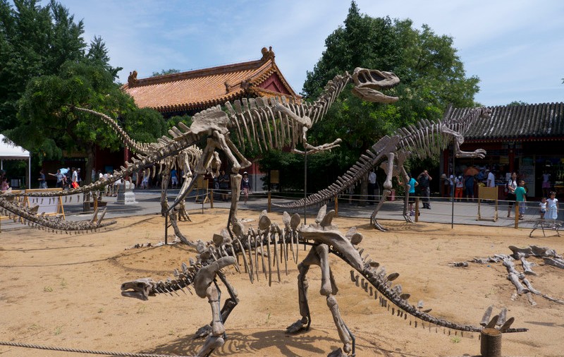 O nouă specie de dinozaur a fost descoperită în China. De ce a fost botezat ”Dragonul dansator”