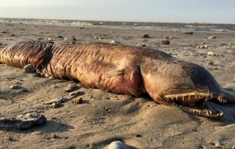 O creatură misterioasă a ajuns pe o plajă din Texas, în urma uraganului Harvey