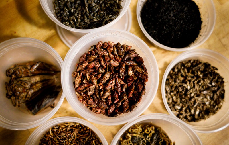 Marea Britanie încurajează oamenii din țările africane lovite de foamete să mănânce insecte bogate în vitamine și minerale