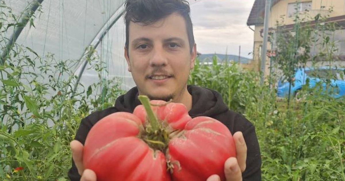 George Enacrachi, în solarul construit la Zalău, în timp ce ține în ambele mâini roșia de 1,5 kilograme
