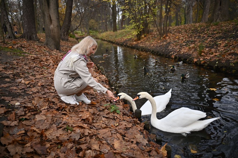 WARSAW, POLAND - NOVEMBER 09: Ukrainian teacher Olena Kurilo, who has become the symbol of the Russia-Ukraine war with her iconic photo -- her head wrapped in a bandage, her face caked with blood after the airstrike -- that Anadolu Agency photojournalist Wolfgang Schwan took on Feb. 24, feeds swans after an exclusive interview for Anadolu Agency in Warsaw, Poland on November 09, 2022. In the city of Chuhuiv in the Kharkiv Oblast of eastern Ukraine, Anadolu Agency photojournalist Wolfgang Schwan took shots of civilian casualties by Russian missile strikes on Feb. 24 and among his photos, a picture of teacher Olena Kurilo has become one of the most striking images of the conflict. Kurilo and Schwan come together in Warsaw after 9 months. Omar Marques / Anadolu Agency/ABACAPRESS.COM