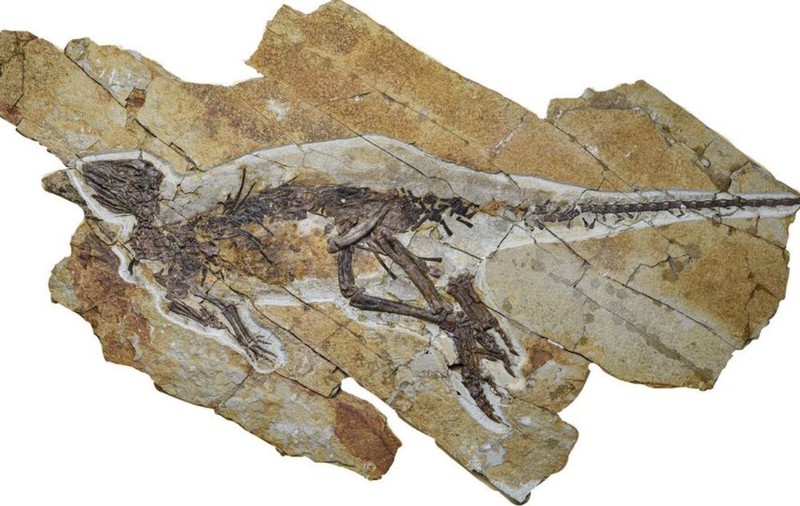 Dinozaurul care mai mult cânta în triluri decât răcnea a trăit acum 163 de milioane de ani, în China
