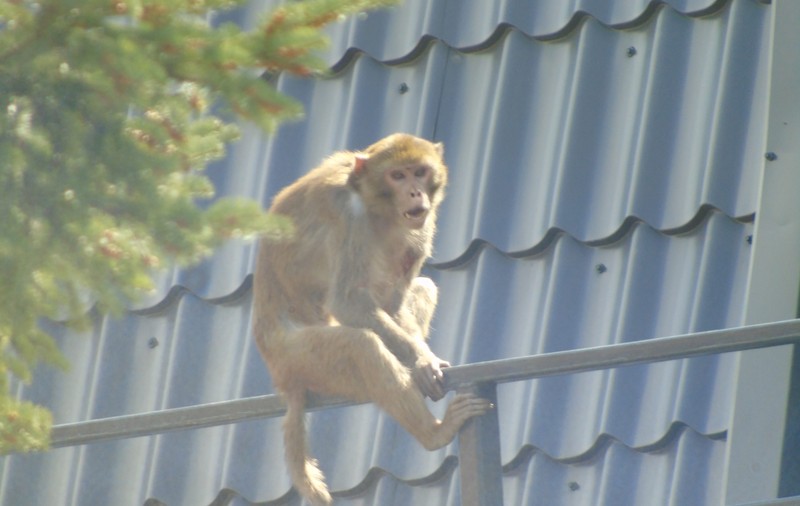 UPDATE: Maimuța care a evadat de la Zoo Neamț a fost prinsă. Macacul a fost tranchilizat / FOTO&VIDEO