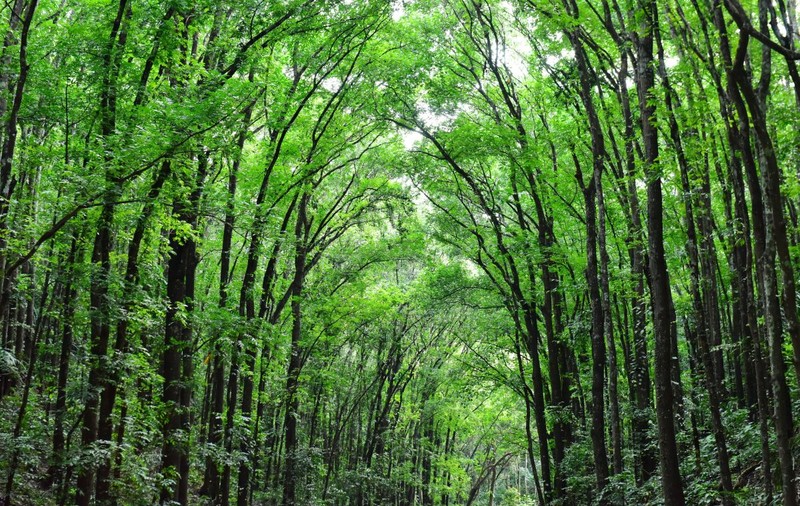 O româncă din Germania îşi caută fiul dispărut în urmă cu trei luni  într-o pădure din Elveţia