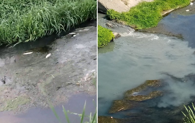 Sute de pești, găsiți din nou morți pe pârâul Peța din Oradea din cauza poluării masive