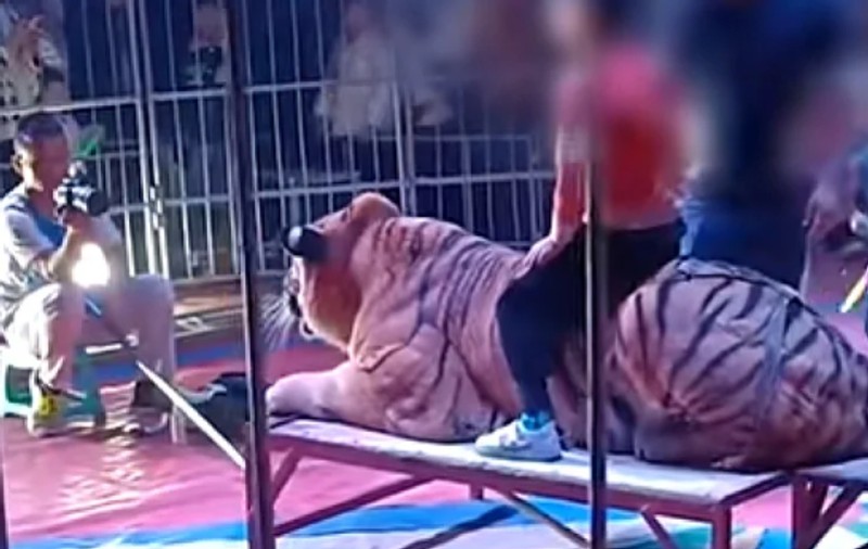 Scandal în China, după ce un circ percepea 2,5 euro pentru a lăsa copiii să călărească un tigru legat și sedat pentru fotografii: „Reprezentații neautorizate”