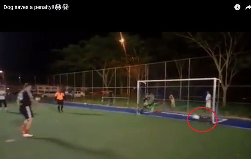 Cățelul care a apărat un penalty într-un meci de minifotbal din Brazilia! | VIDEO
