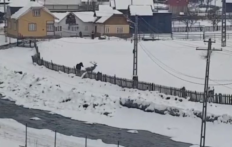 Cerbul filmat în timp ce se juca cu un cal în Suceava ar fi fost ucis de localnici. Romsilva neagă / VIDEO