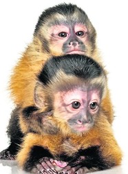 Arhiva foto