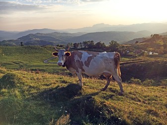 Cătunul Tarnița din Apuseni