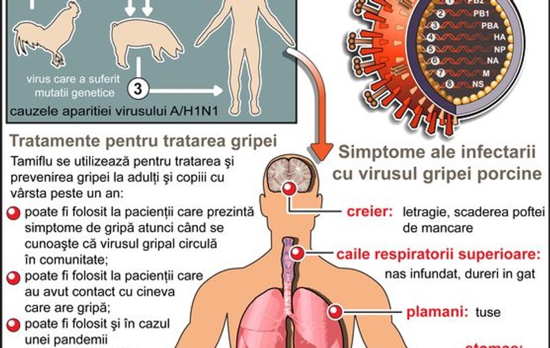 Măsuri luate de Guvern împotriva gripei porcine