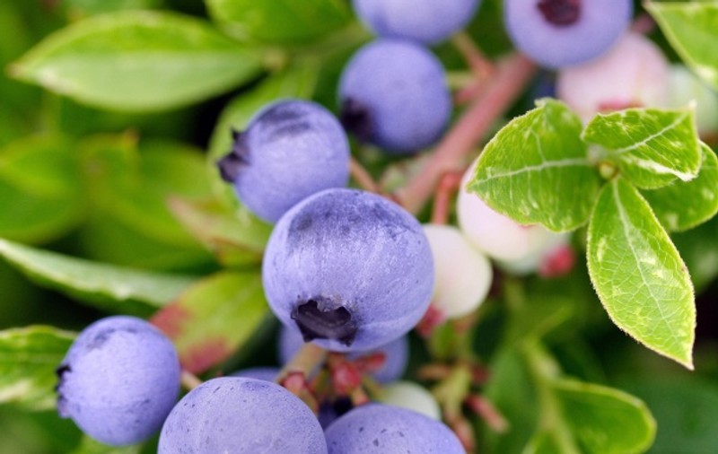 GHIDUL plantelor medicinale
