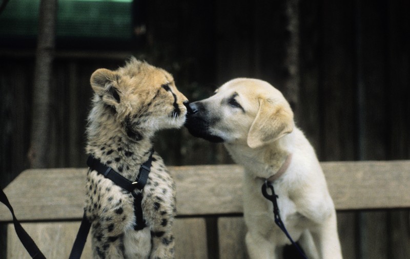 O grădină zoologică a creat un program de matrimoniale pentru animale