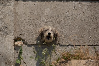 Câinii din locuinţa percheziţionată de poliţişti sunt tot acolo