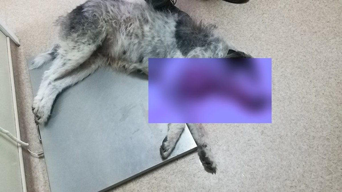Dosar penal pentru un bărbat care a împuşcat mortal o căţeluşă cu 32 de alice, în Făgăraș