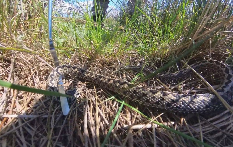 Record de vipere în Delta Dunării. „Se impune protejarea zonei”