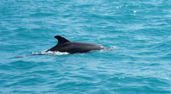 delfin înotând în marea neagră