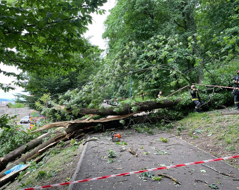 Un tânăr a murit în Brașov, după ce un copac a căzut peste el. Primăria spune că nu avea ce face