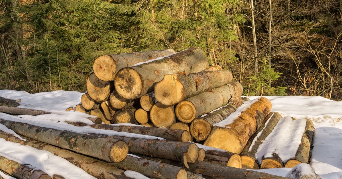 Exploatarea și transportul de lemn din fondul forestier pe timpul nopţii