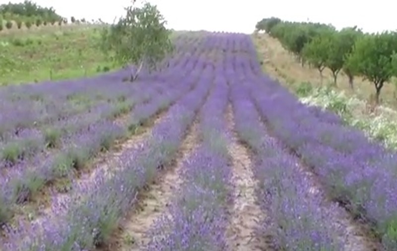 Mireasma “aurului mov” își croiește loc pe dealurile din Satu Mare și transformă zona într-o Provence de România