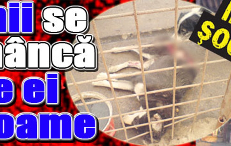 Câinii se mănâncă între ei de foame