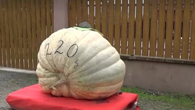 dovleac-220-kilograme-mures-octombrie-2025