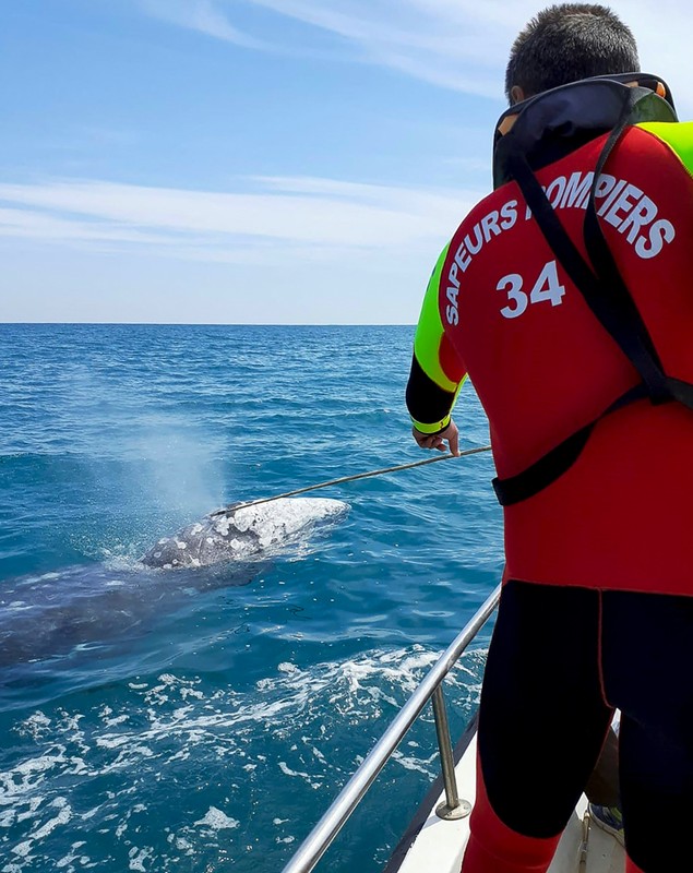 O balenă cenușie rătăcită în Marea Mediterană caută cu disperare să se întoarcă în Pacific. „E doar piele și os”