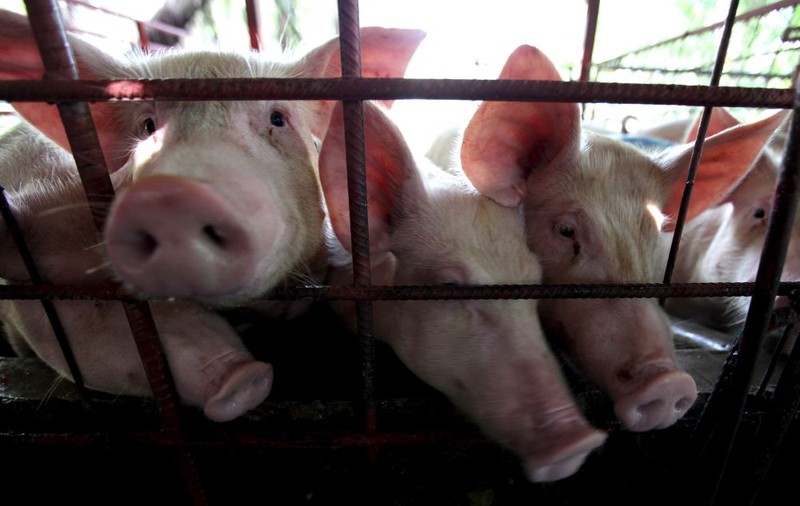 Carnea de porc românească, tot mai puţină şi mai scumpă înaintea sărbătorilor de iarnă. Ce spun producătorii