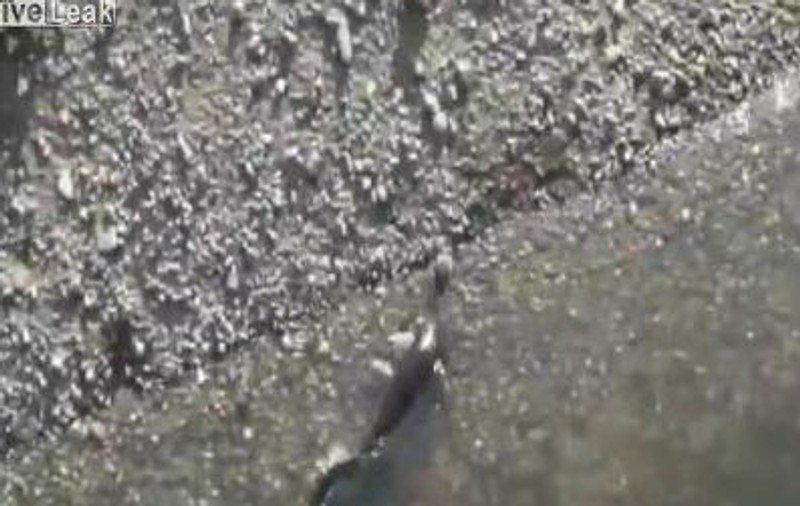 DE NECREZUT! Mai mulţi peşti vânează porumbei pe marginea apei | VIDEO