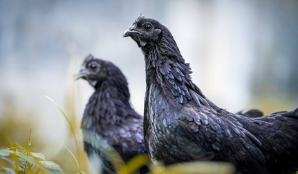 Exemplarele rare de Ayam Cemani au fost vândute chiar și cu la 4.999 de dolari perechea. Sursă foto: Shutterstock