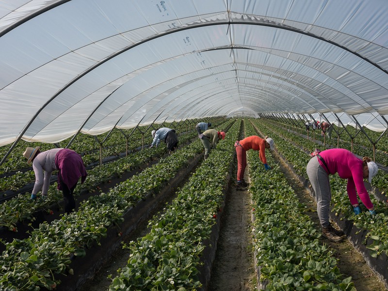 Muncitoare sezoniere române culeg căpșuni într-o seră din Palos de la Frontera, Spania. Niciuna dintre femei nu se îndreaptă de spate până când lădițele de 10 kilograme nu s-au umplut. 11 februarie 2020