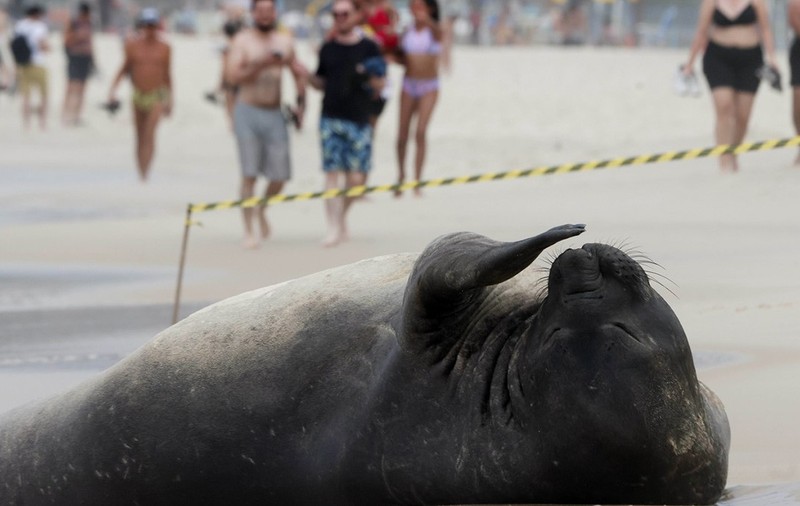 O focă gigantică a făcut senzație pe o plajă din Copacabana