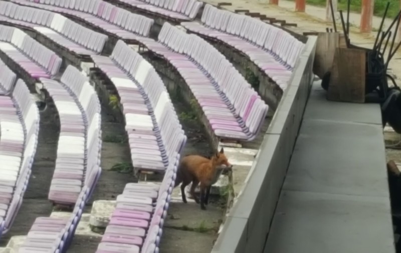 Doar vulpea mai merge la meci! Imagini surprinse la jocul ASU Poli Timișoara - Petrolul, din Liga 2