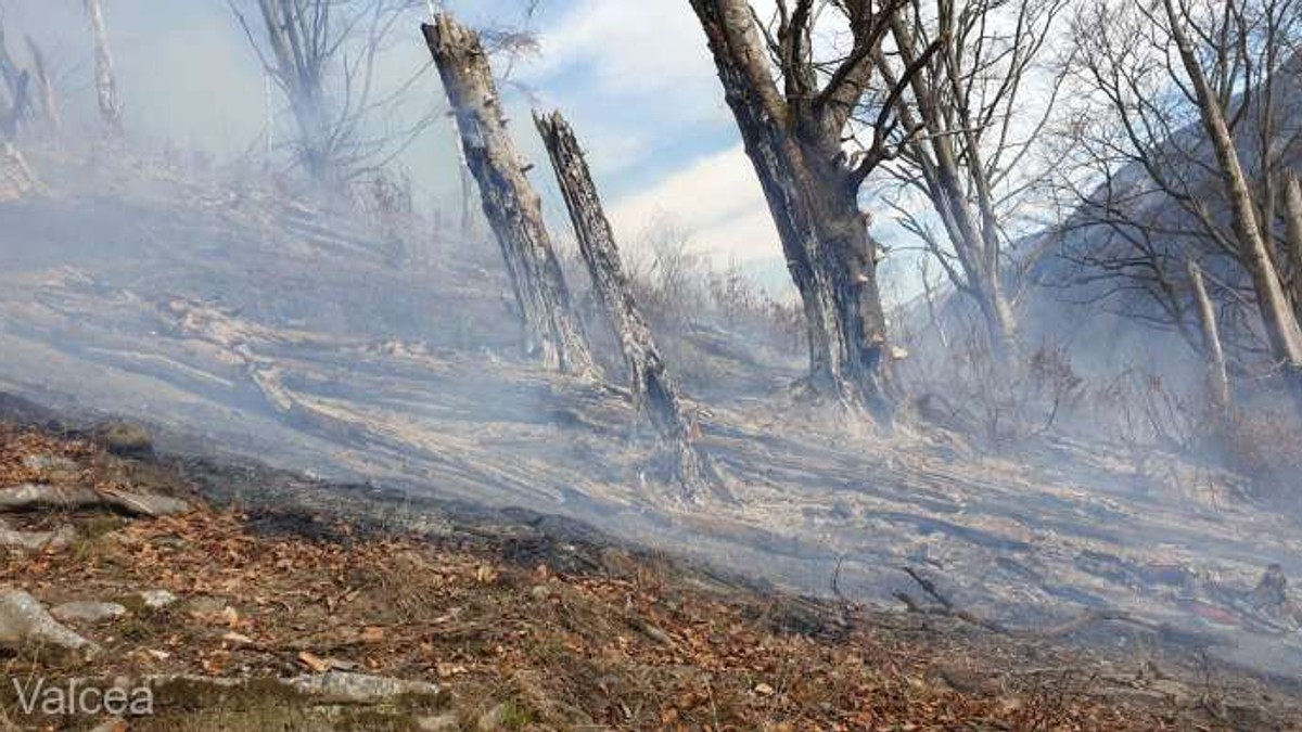 Incendiu violent într-o pădure din Vâlcea