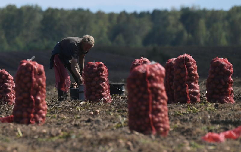 Un guvernator din Rusia interzice exporturile de cartofi: „Nu avem suficiente legume”. Vladimir Putin a recunoscut problema, dar nici Belarusul nu-l poate ajuta