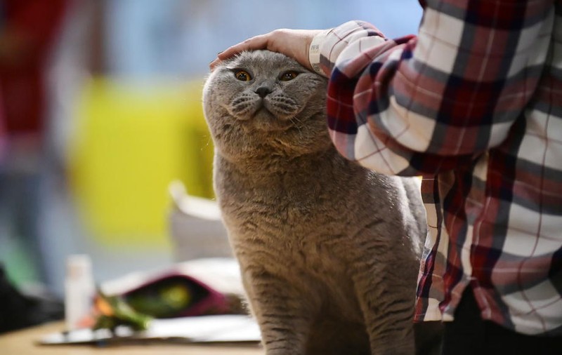 Prima pisică din Franța depistată cu coronavirus. Recomandările veterinarilor