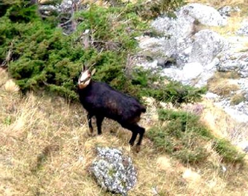 O capră neagră a fost împușcată de braconieri în Parâng. Doi români și doi austrieci, prinși de jandarmi