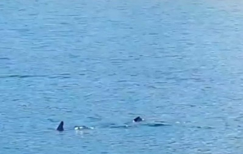 Rechin, vizibil de pe plaja Copacabana, din Dubrovnik. Ce scrie presa croată