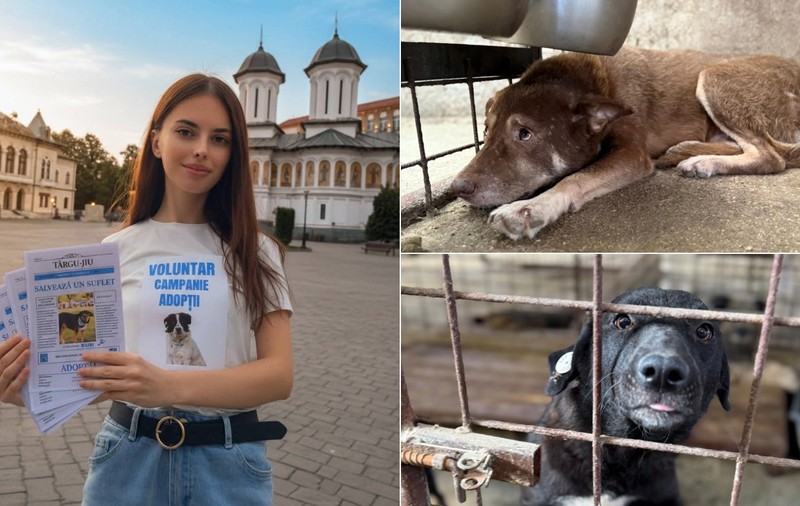 100 de câini din Târgu Jiu, salvați de la eutanasiere. Voluntarii acuză și cer măsuri: „Adăpostul nu respectă legea”