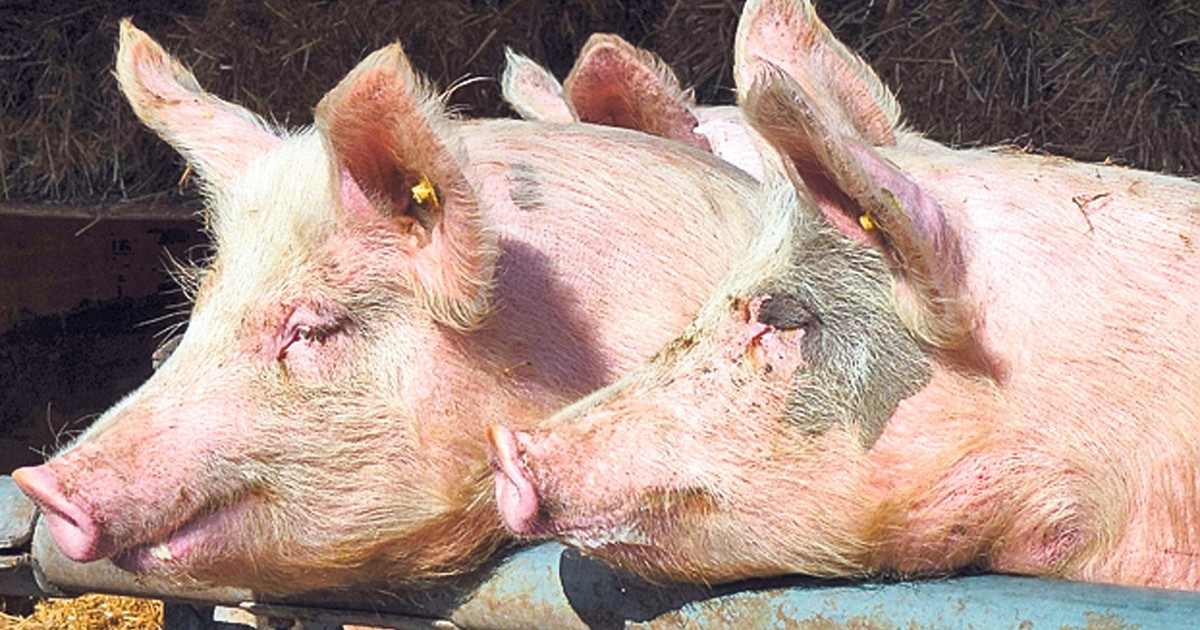 Aproape 180 de porci, blocați de patru zile în Vama Albița din cauza unor interdicții din R. Moldova