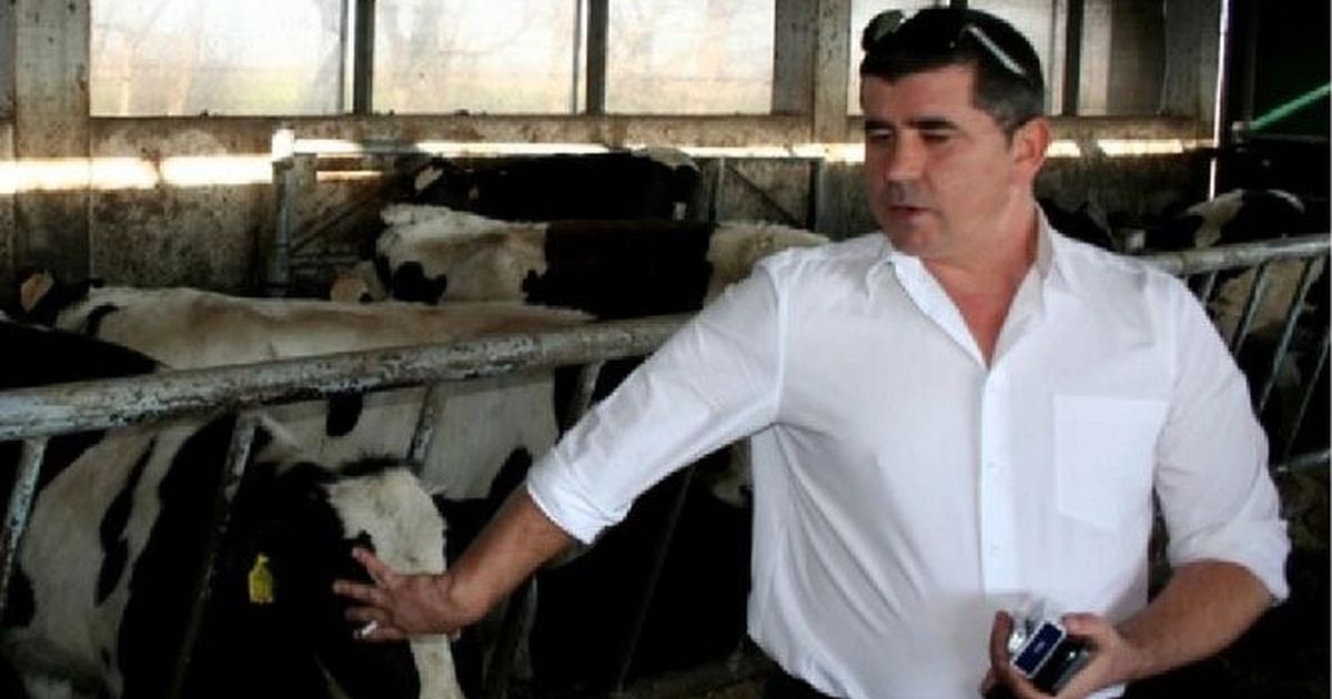 Un fermier român, îmbrăcat cu o cămașă albă, pune mâna pe fața unei vaci din ferma sa, Vaslui
