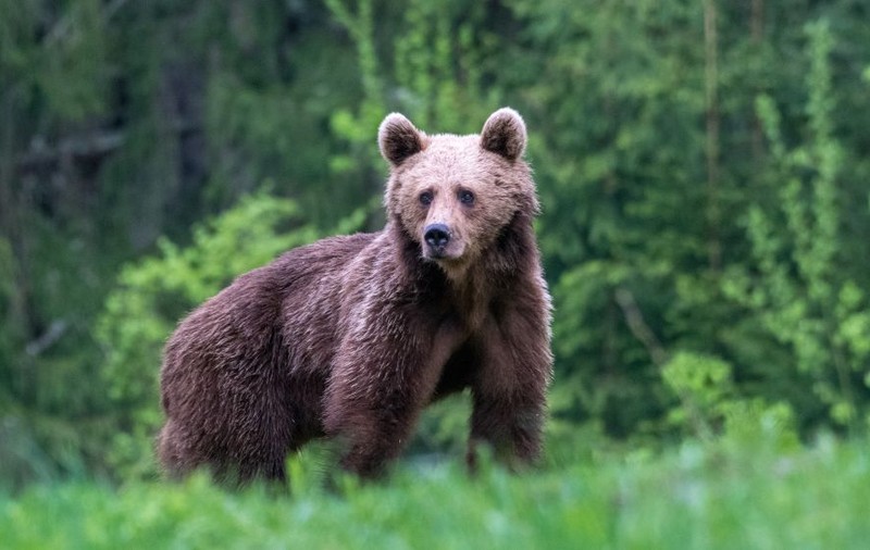 Un urs a stârnit panică în Harghita, după ce a pătruns în mai multe gospodării. Localnicii, avertizați prin RO-ALERT